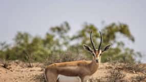Agadir: Souss National Park Wildlife Half-Day Tour