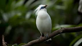 Bali : Observation des oiseaux de la campagne avec transfert à l'hôtel
