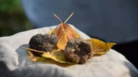 Da Torino: Mezza giornata di caccia al tartufo e pranzo in Piemonte