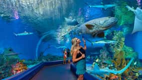 Cairns Aquarium Turtle Hospital and City Sightseeing Tour