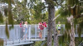 Hokitika: West Coast Treetop Walkway Entrance Ticket
