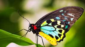 Kuranda: Santuario Australiano de Mariposas