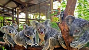 Kuranda, Cairns & Port Douglas Multi-Park Package