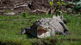 Från San José: Carara nationalpark och rundtur i Tárcolesfloden