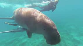 Marsa Alam: Marsa Mubarak und Marsa El Shona Schnorcheltour