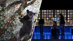 Amsterdam: Kombibiljett Artis Royal Zoo & ARTIS-Micropia