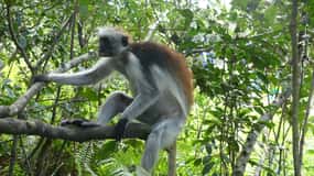 Zanzíbar: Parque Nacional del Bosque de Jozani y Encuentro con Delfines