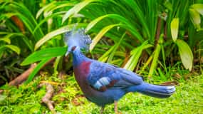 Kuala Lumpur: Dagsbillet til Fugleparken & 1-dags transfer