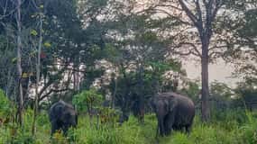 Eco Parco Hurulu: Safari di 3 ore al mattino o alla sera