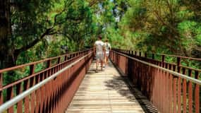 Perth: Kings Park Botanicals & Beyond Guided Hike