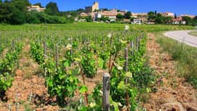 Avignon: Full-Day Wine Tour around Châteauneuf-du-Pape