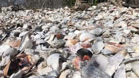 Marco Island: Ten Thousand Islands Shelling & Dolphin Tour