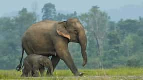 From Bangkok: ElephantsWorld Kanchanaburi 2-Day Experience