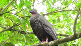 Tour di La Fortuna per l'osservazione degli uccelli con guida naturalistica