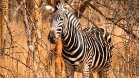 From Dakar/Saly: Half-Day Bandia Wildlife Reserve Tour