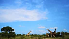 Durban: Hluhluwe Big 5 Safari with Pro Zeiss Binoculars