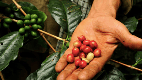 Bogotá: tour de café colombiano com fazenda