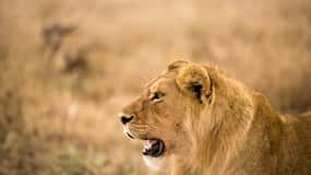 Da Zanzibar: Safari di un giorno alla Selous Game Reserve con volo