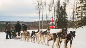 Palmer: "Dogs and Glaciers" Sledding and Helicopter Tour
