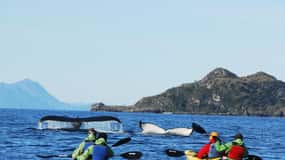 Punta Arenas: Kayak con ballenas, leones marinos y más