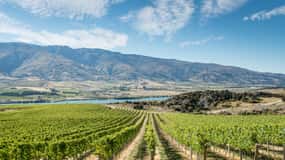 Boutique Winery Half-Day Tour & Vineyard Platter-Style Lunch
