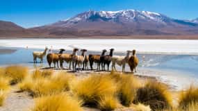 Uyuni: 3 day-tour, salt flats & surrealistic deserts