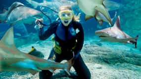 Melbourne: Shark Dive Aquarium Experience