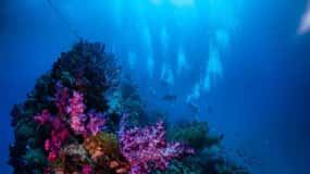 Townsville eller Magnetic Island: Yongala Wreck Dive dagsudflugt