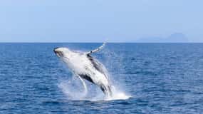 Wilsons Promontory: Whale Spotting Cruise with Lunch