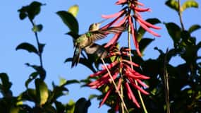 De Riviera Maya : Sian Ka'an Muyil Birdwatching avec guide