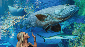 Cairns Aquarium General Admission Ticket