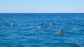 Noosa Heads: Ocean Adventure & Dolphin Safari