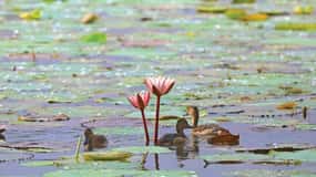 Muthurajawela Bird Watching Tour from Negombo and Colombo