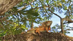 Tamarindo: Palo Verde National Park Tour