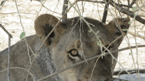 Victoria Falls: Chobe National Park Day Trip with Lunch