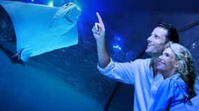 Cairns: Guided Twilight Tour with 3-Course Dinner