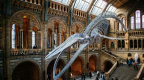 Londres: Museu de História Natural Entrada reservada e visita áudio