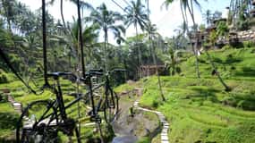 Ubud: Podniebna przygoda rowerowa, huśtawka i taras ryżowy z transferem