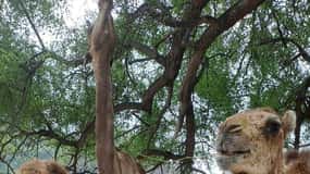 Salalah: Wadi Darbat, ,Teeq Cave - Baobou Trees Tour