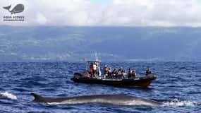 Insel Pico: Azoren Wal- und Delfinbeobachtung mit dem Zodiacboot