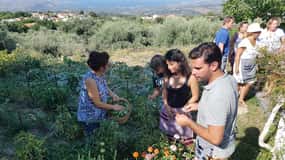 Chania: Cretan Wine, Olive Oil & Cooking Workshop