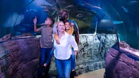 Grapevine: SEA LIFE Grapevine Aquarium Algemene toegang
