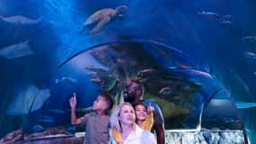 Kansas City: SEA LIFE Kansas City Aquarium General Admission