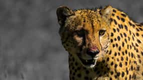 4-Day Addo to Karoo Safari