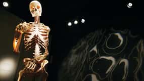 Las Vegas: BODIES | The Exhibition at the Luxor