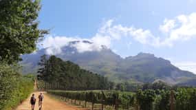 Von Stellenbosch aus: Stellenbosch Geführte Weinbergswanderung