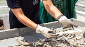 Isla Hilton Head: Excursión en barco para pescar gambas