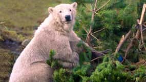 Kingussie: Biglietto d'ingresso per il parco faunistico di Highland