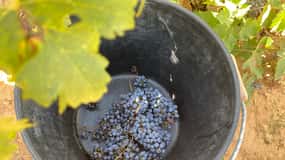 De Valência: Visita ao vinho de Utiel-Requena e almoço tradicional