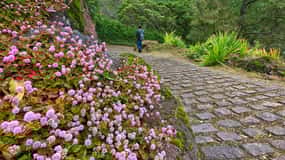 Azores: Guided Hiking Tour Salto do Prego - Sanguinho